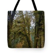 Moss-Covered Forest Trees Tote Bag