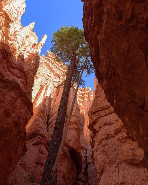 Tree Reaches Skyward In Bryce Canyon National Park Art Print