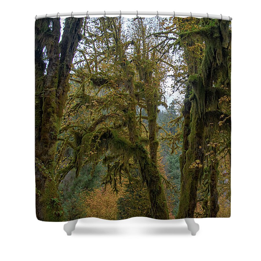 Moss-Covered Forest Trees Shower Curtain