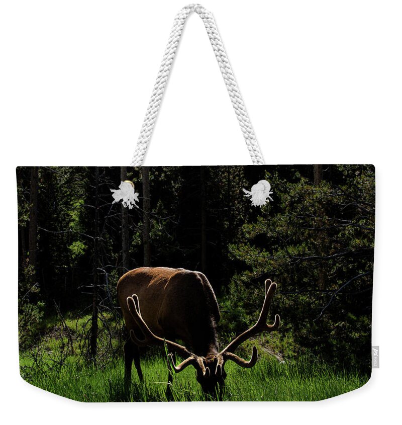 Elk Grazing In A Sunlit Forest In Grand Teton National Park Weekender Tote Bag