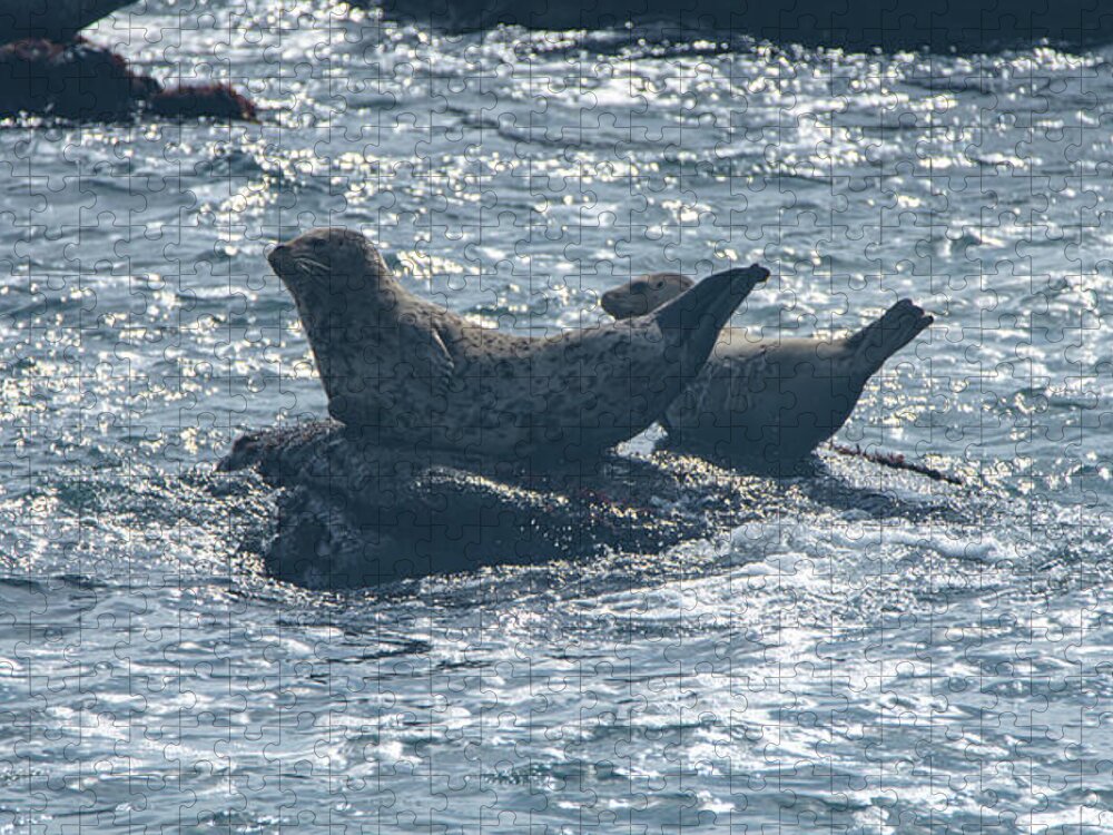 Seals Resting On Rocky Shoreline Jigsaw Puzzle