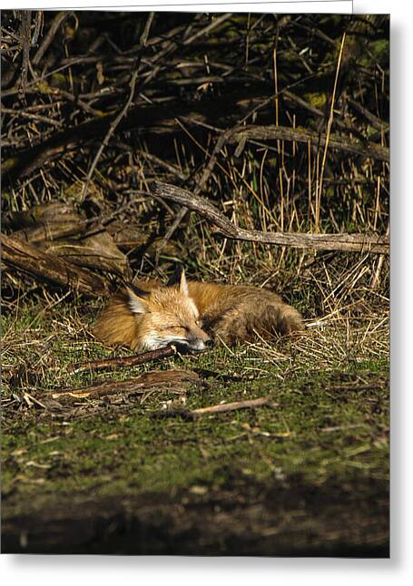 Peaceful Fox in Sunlit Meadow Greeting Card by Brandon Wichmann