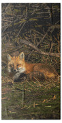 Fox Resting In Sunlit Clearing Beach Towel