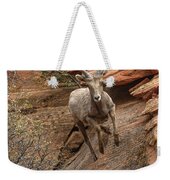 Big Horn Sheep Agile Descent In Zion National Park Weekender Tote Bag