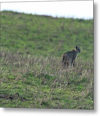Bobcat in Point Reyes Metal Print by Brandon Wichmann