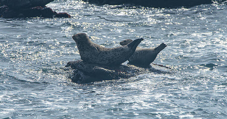Nature Wall Art featuring the photograph Seals Resting On Rocky Shoreline by Brandon Wichmann