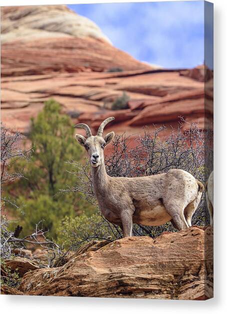 Big Horn Sheep in Zion National Park Canvas Art Print by Brandon Wichmann