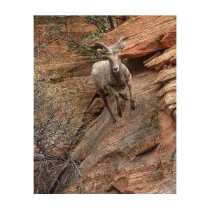 Big Horn Sheep Agile Descent in Zion National Park by Brandon Wichmann Big Horn Sheep Agile Descent in Zion National Park by Brandon Wichmann