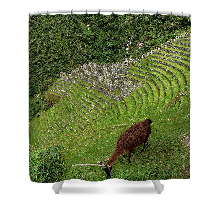 Winay Wayna With Grazing Llama Shower Curtain