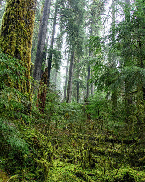 Misty Forest Silhouettes In Olympic National Park Art Print