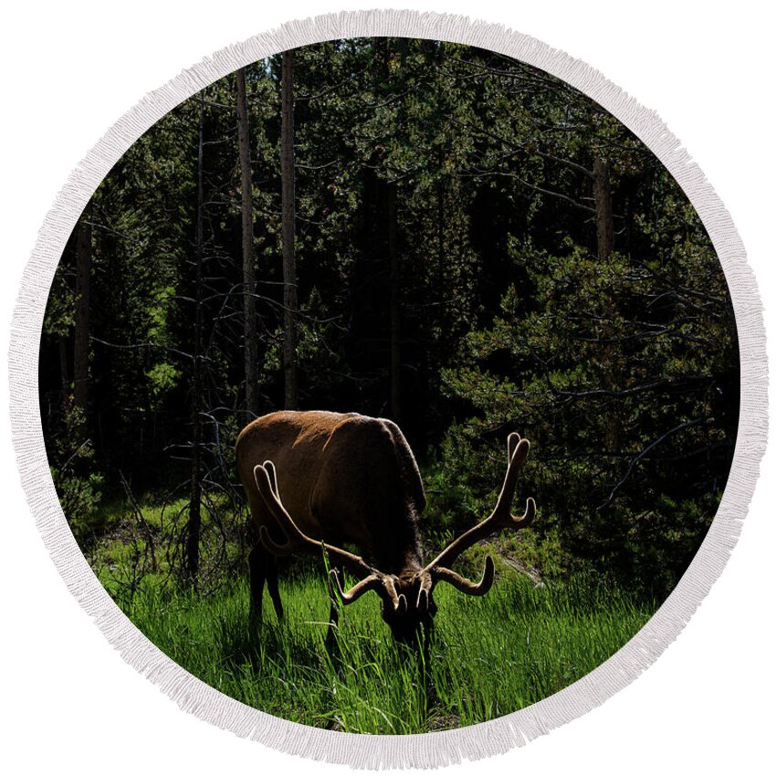 Wildlife Round Beach Towels