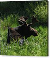 Moose Resting In Sunlit Meadow In Grand Teton National Park Canvas Print