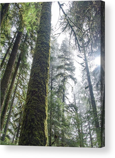 Majestic Forest Canopy In Olympic National Park Acrylic Print