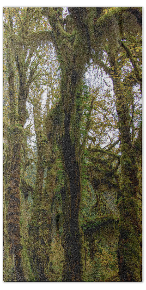 Moss-Covered Trees in a Dense Forest Hand Towel
