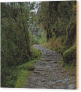 Moss-covered Path Through Lush Forest On The Inca Trail Wood Print