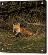 Fox Resting In Sunlit Clearing Acrylic Print