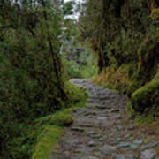 Moss-covered Path Through Lush Forest On The Inca Trail Poster