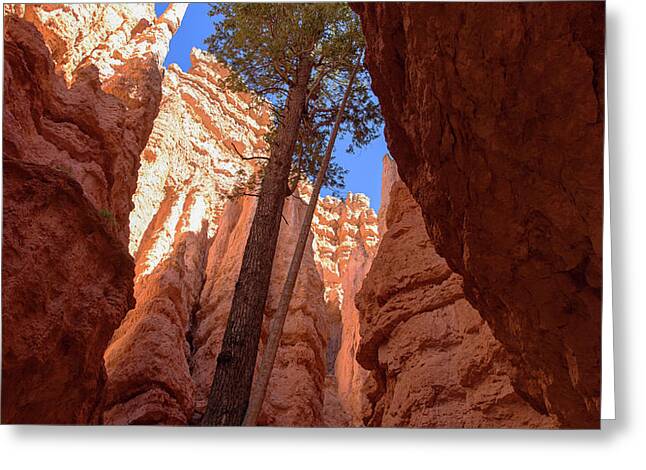 Tree Reaches Skyward In Bryce Canyon National Park Greeting Card