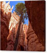 Tree Reaches Skyward In Bryce Canyon National Park Canvas Print