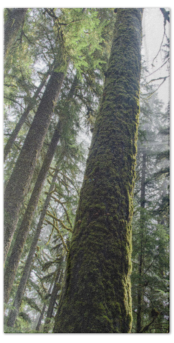 Majestic Forest Canopy In Olympic National Park Bath Towel