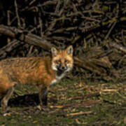 Fox In Sunlit Forest Clearing Poster