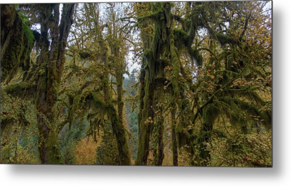 Moss-Covered Forest Trees Metal Print