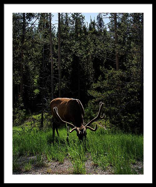 Elk Grazing In A Sunlit Forest In Grand Teton National Park Framed Print