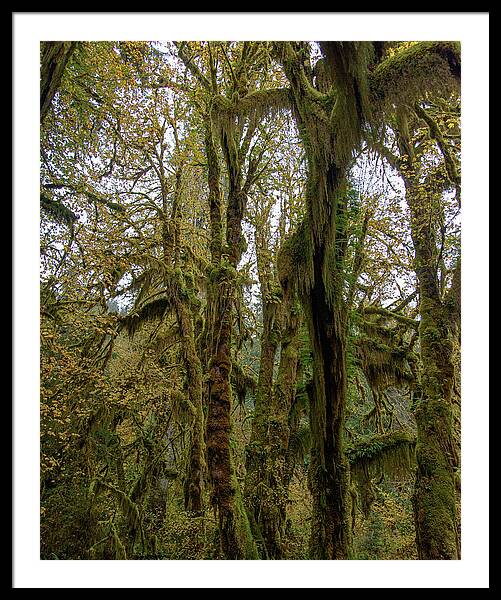Moss-Covered Trees in a Dense Forest Framed Print