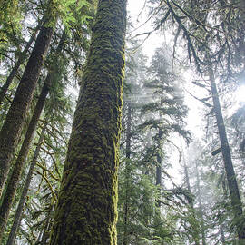 Majestic Forest Canopy in Olympic National Park by Brandon Wichmann