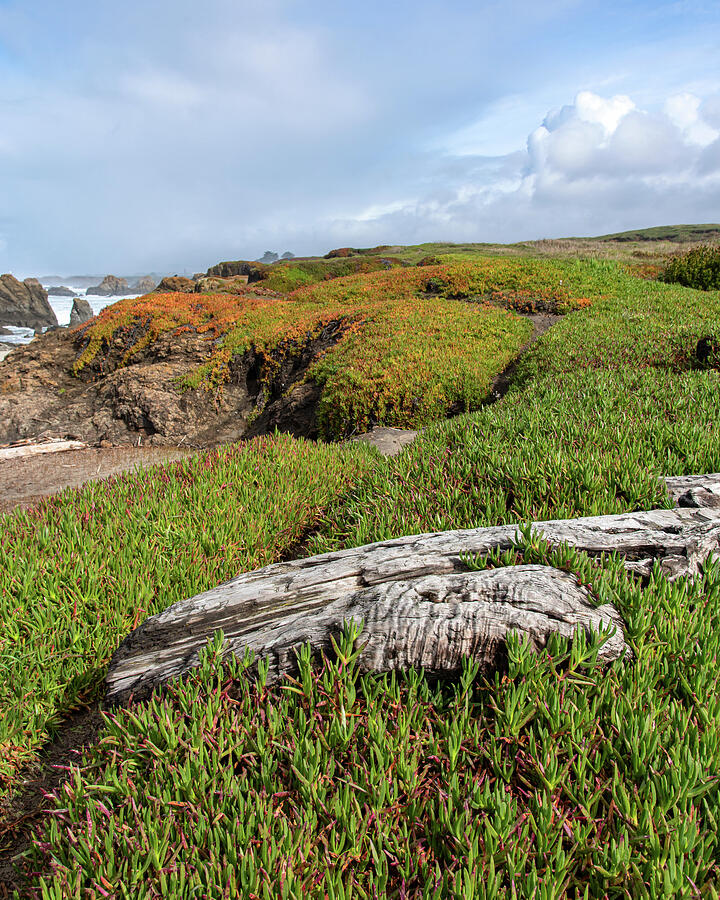 Coastal Landscape with Driftwood Photograph - Coastal Landscape with Driftwood by Brandon Wichmann