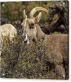 Bighorn Sheep in Zion National Park Acrylic Print by Brandon Wichmann