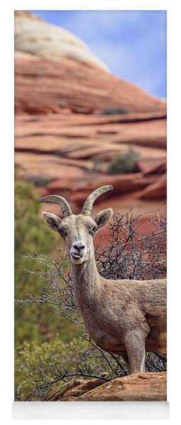 Big Horn Sheep In Zion National Park Yoga Mat