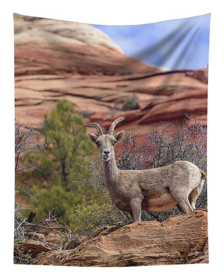 Big Horn Sheep In Zion National Park Tapestry