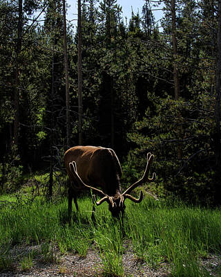 Wildlife Posters