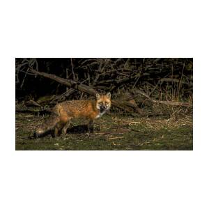Fox in Sunlit Forest Clearing by Brandon Wichmann Fox in Sunlit Forest Clearing by Brandon Wichmann