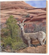 Big Horn Sheep In Zion National Park Wood Print