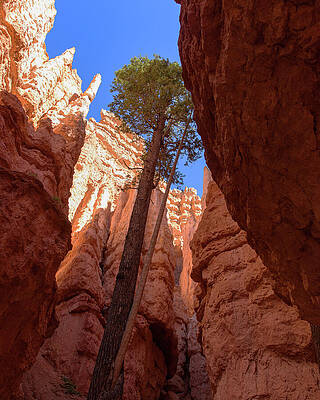 Nature Wall Art featuring the photograph Tree Reaches Skyward In Bryce Canyon National Park by Brandon Wichmann