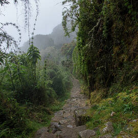 Misty Forest Pathway on the Inca Trail by Brandon Wichmann