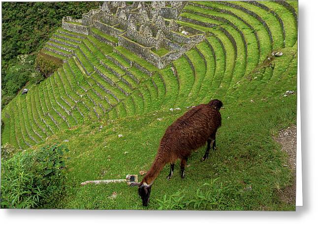 Winay Wayna With Grazing Llama Greeting Card