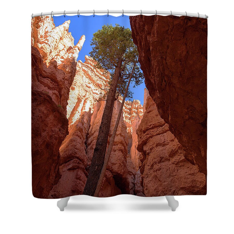 Tree Reaches Skyward In Bryce Canyon National Park Shower Curtain