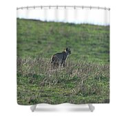 Bobcat in Grassy Field Shower Curtain