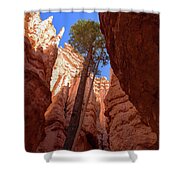 Tree Reaches Skyward In Bryce Canyon National Park Shower Curtain