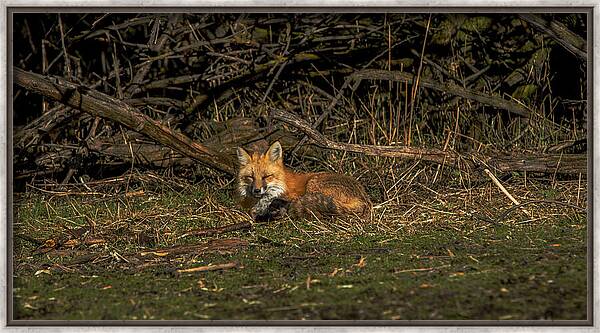 Fox Resting In Sunlit Clearing Framed Print