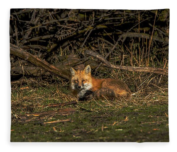 Fox Resting In Sunlit Clearing Fleece Blanket