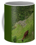 Winay Wayna With Grazing Llama Coffee Mug