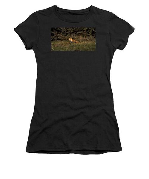 Fox Resting In Sunlit Clearing Women's T-Shirt