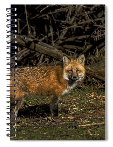 Fox In Sunlit Forest Clearing Spiral Notebook