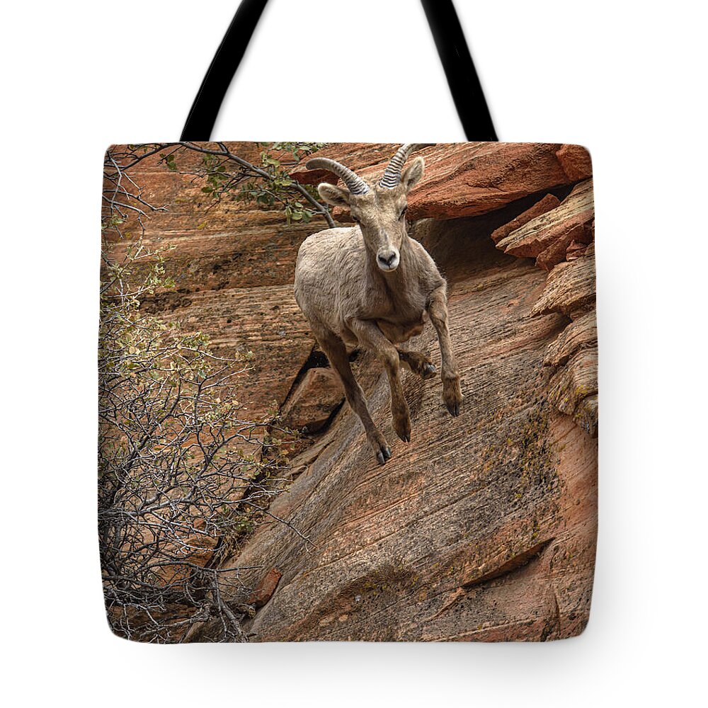 Big Horn Sheep Agile Descent In Zion National Park Tote Bag