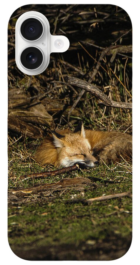 Peaceful Fox In Sunlit Meadow iPhone Case