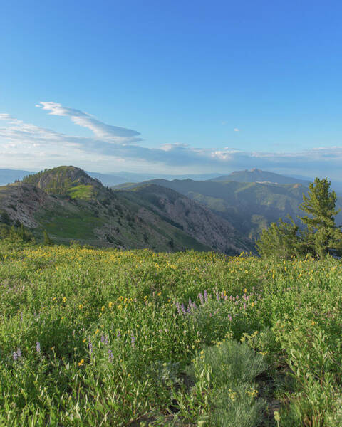 Mountain View with Wildflowers Poster